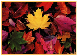 Fall Foliage Leaves Fallen From The Trees Floral Postcard - £6.94 GBP