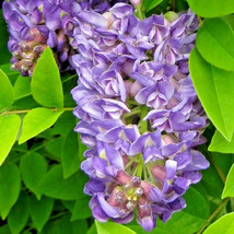 New Fresh Seeds 5 Longwood Purple Wisteria Seeds Wisteria Frutescens Longwood Pu - $11.80