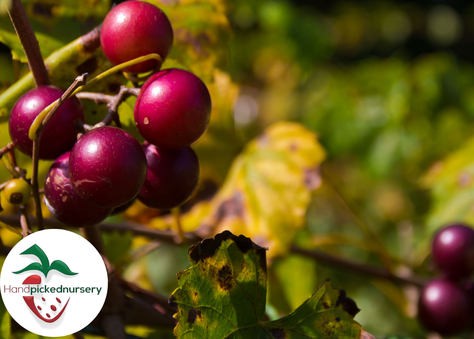 Sugargate Muscadine Grape Vine - Bare Root Live Plants - 2 Year Old Bare Root