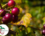 Sugargate Muscadine Grape Vine - Bare Root Live Plants - 2 Year Old Bare... - £22.50 GBP+
