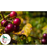 Sugargate Muscadine Grape Vine - Bare Root Live Plants - 2 Year Old Bare... - £22.67 GBP+