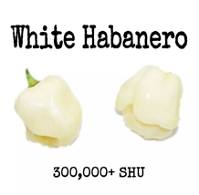 White Habanero Pepper - 20 Seeds - Rare &amp; Exotic - £3.13 GBP