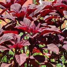 Kerala Red Amaranth Seeds 30  Seeds USA SELLER Fast Shipping - £24.09 GBP