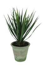 Scratch & Dent Yucca Plant in Clay Pot 26.5 Inch Tall - $49.48