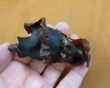 (s800-26) Horn Shark egg case casing Heterodontus educational love shark... - £17.13 GBP