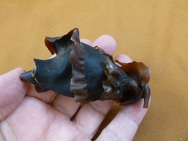 (s800-26) Horn Shark egg case casing Heterodontus educational love shark... - £16.98 GBP