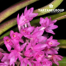 VANDA NANA / ASCOCENTRUM PUSILLUM SMALL ORCHID MOUNTED - $33.00
