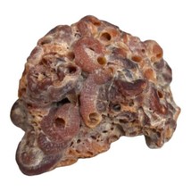 Vintage Agatised Coral Fossil 2&quot; x 1.25&quot; x 1.25&quot; - £5.71 GBP