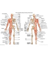 Human Skeleton with Muscles Anatomy Diagram A2 Poster 59cm x 42cm Print ... - $197.69 MXN