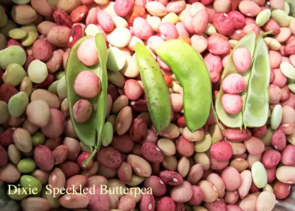 50 Speckled Dixie Butterpea Lima Bean Phaseolus Vulgaris Bush Vegetable ... - £7.94 GBP