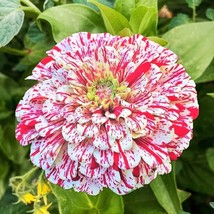 Peppermint Stick Zinnia Seeds 100+ Flower Elegans  Annual From US - $7.88