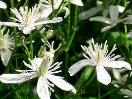 LWSTORE 25 Wild Virgins Bower Clematis Seeds Clematis Virginiana USPS Shipping - $10.43