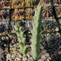 Cacti Stapelia orbea variegata lepida cactus Succulent real live plant - £32.53 GBP