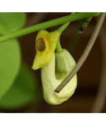 Manchurian Dutchman&#39;s Pipe  20 Seeds  Aristolochia Manchuriensis - $303.39 MXN