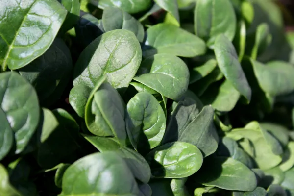 Spinach Dark Green Slow Bolting Smooth Leaf 48 Days - $6.98