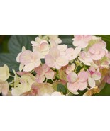 Live Plant HYDRANGEA &#39;EARLY EVOLUTION&#39;, Outdoor Plant, Houseplant - $27.95