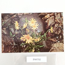Arnica Flower Alaska Vintage 1960s Postcard Dexter Dedman&#39;s Photo Shop - $6.88