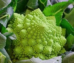 Cauliflower Romanesco Ottobrino - 50+ seeds - B 057 - £0.77 GBP