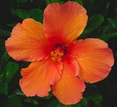 20 Hibiscus Mutabilis Flower Seeds Fw97015-24 Garden - $11.97