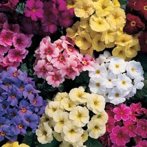 30+ Viennese Waltz Primrose Mix Flower Seeds Perennial Primula - $14.24