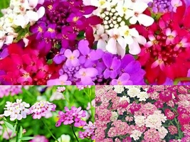 1001+CATCHFLY Flower None So Pretty Native Wildflower Seeds Patio Container Easy - £10.39 GBP