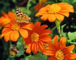 SEPT Mexican Torch Sunflower 25 Fresh Seeds Usa - $5.88