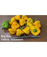 Seeds- Big Sun Habanero Hot Pepper - Large, Hot, Productive Variety! Fan... - $3.63+