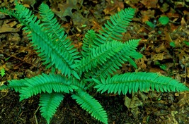 5 christmas ferns,Polystichum acrostichoides - £4.79 GBP