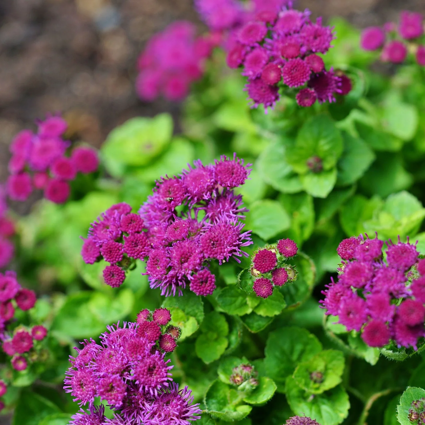 Ageratum Red Flint, 100 Seeds R - £11.47 GBP