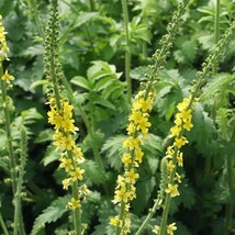 US Seller Agrimony Seeds Agrimonia Eupatoria Packet Of 50 Seeds Fast Shipping - £13.11 GBP