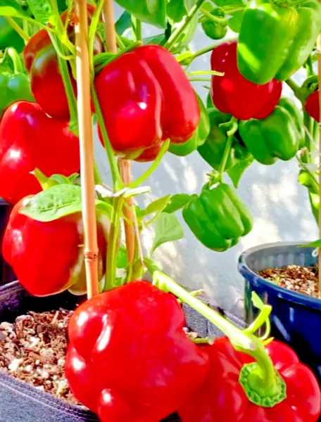 200 California Wonder Bell Pepper Mix Seeds Garden Vegetable Heirloom Non-Gmo Us - £7.09 GBP