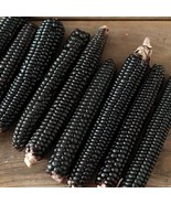 Fresh Midnight Black Corn Seeds Maize Stunning Black Corn - $21.90