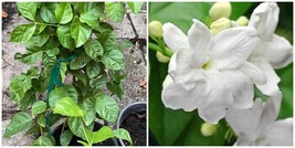 Arabic jasmine plants 2ft &amp; up - £86.99 GBP