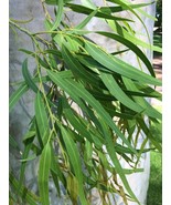 25 Lemon Eucalyptus Seeds - Corymbia citriodora - Fragrant Medicinal Tre... - £6.25 GBP