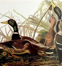 Mallard Duck Bird 1950 Lithograph Art Print Audubon Nature First Edition... - £23.83 GBP