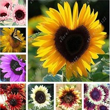 New Fresh Mixed 10 Colors Sunflowers Seeds 40Pcs - £8.39 GBP