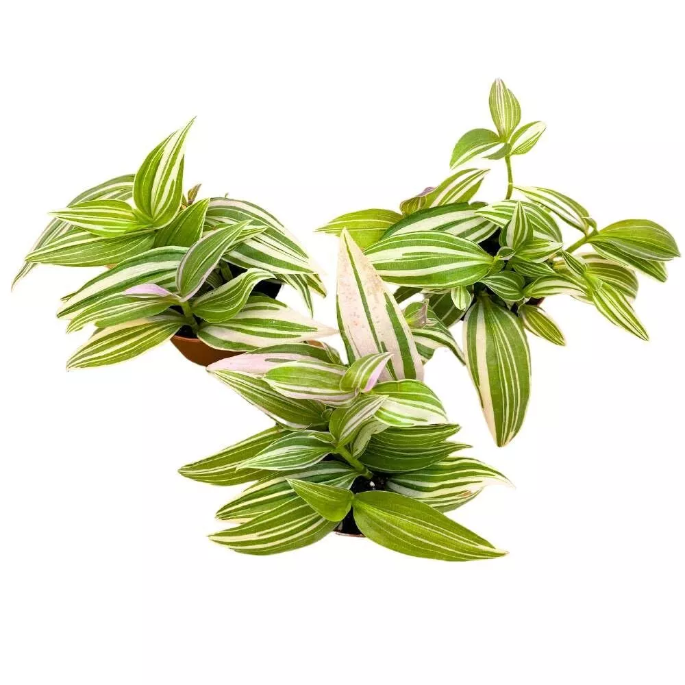 Tradescantia fluminensis Lavender 2 in Set of 3 Light Pink and Green Wan... - $39.62