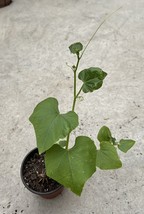 Chayote Plant 8 Inch With Pot Live Plant Ready To Plant USA Seller - $55.98