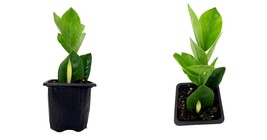 Live Plant - ZZ Plant - Zamioculcas zamiifolia - Easy to Grow - 3&quot; Pot - £36.95 GBP