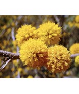 Sweet Acacia Vachellia Farnesiana 10 seeds Small Desert Tree Arid Very F... - $11.66 CAD