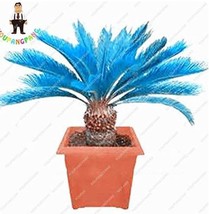 Sago Palm Tree Bonsai, Mini Blue Cycas Bonsai, Bonsai Flowers, Budding Rate 98%  - £5.98 GBP