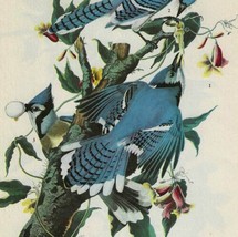 Blue Jay Bird 1946 Color Art Print John James Audubon Nature DWV2D - £31.96 GBP