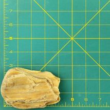 Petrified Wood South Dakota 14.1 oz 4” x 3" x 1" Stone Fossil Wooden Rock image 7