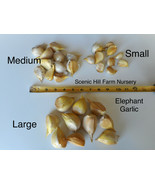 Elephant Garlic Cloves (Allium ampeloprasum var. ampeloprasum) Plant or Eat - £9.69 GBP+