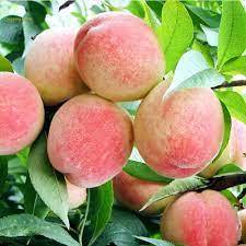 Sweet Prunus Persica Dwarf Peach Tree Fruit Seeds, professional pack, yellow ins