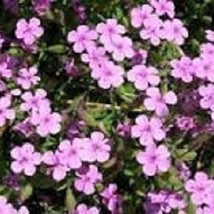 US Seller 35 Rose Saponaria Soapwart Annual Flower Seeds Fast Shipping - £11.47 GBP