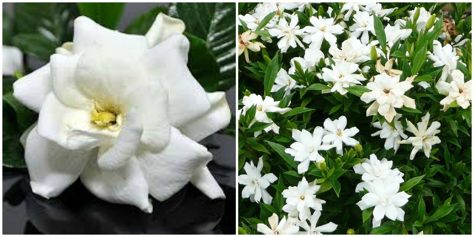 Frost Proof Gardenia Live Plant Great Fragrance Evergreen 7 To 10 Inch T... - $12.98