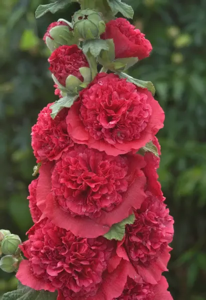 New Fresh Deep Red Hollyhock Flower Seeds Double Chaters Alcea Rosea 20 Seeds - £9.04 GBP