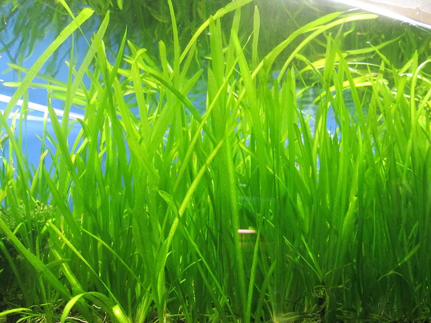 Live Aquarium Plants Jungle Vallisneria &quot;Bunch&quot;  - £14.11 GBP