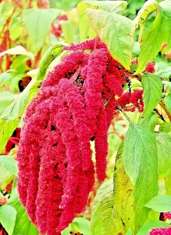 AMARANTH 2000+ SEEDS LOVE LIES BLEEDING SPRING FLOWER GARDEN HEIRLOOM NO... - £4.61 GBP